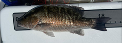 Embark on a fishing journey in Key Largo!